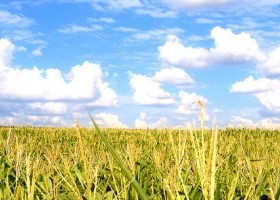 Corn Field